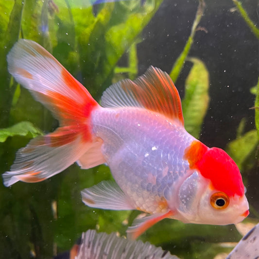 the-fish-farm Goldfish 7cm Oranda - Red and White one only - 1 Panda Oranda - The Fish Farm Australia