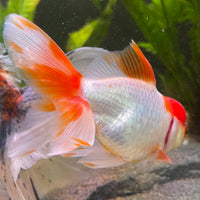 the-fish-farm Goldfish 7cm Oranda - Red and White one only - 1 Panda Oranda - The Fish Farm Australia