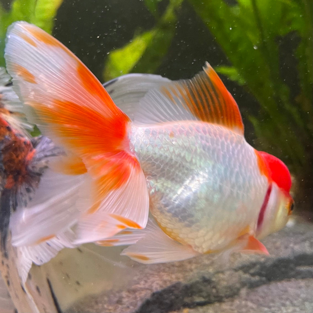 the-fish-farm Goldfish 7cm Oranda - Red and White one only - 1 Panda Oranda - The Fish Farm Australia