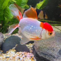 the-fish-farm Goldfish 7cm Oranda - Red and White one only - 1 Panda Oranda - The Fish Farm Australia
