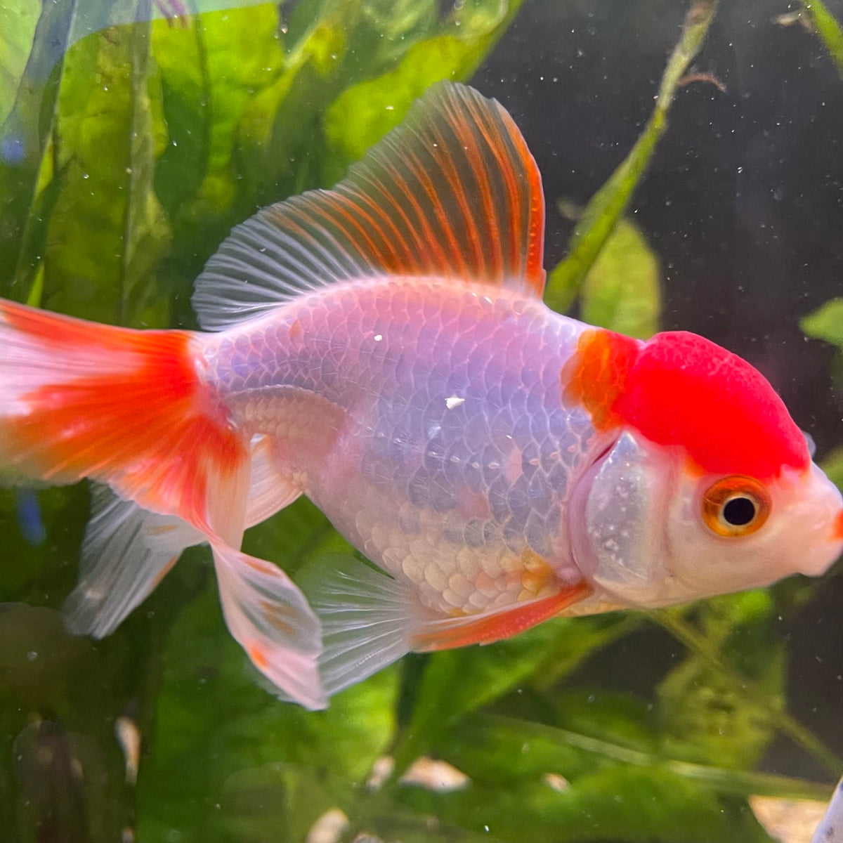 the-fish-farm Goldfish 7cm Oranda - Red and White one only - 1 Panda Oranda - The Fish Farm Australia