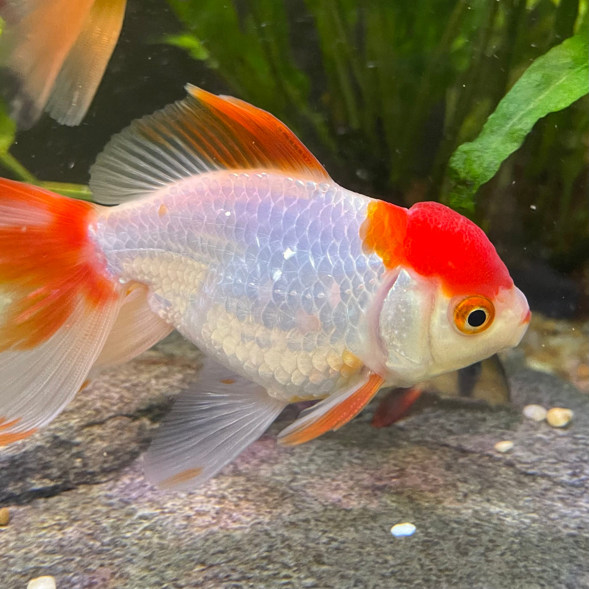 the-fish-farm Goldfish 7cm Oranda - Red and White one only - 1 Panda Oranda - The Fish Farm Australia