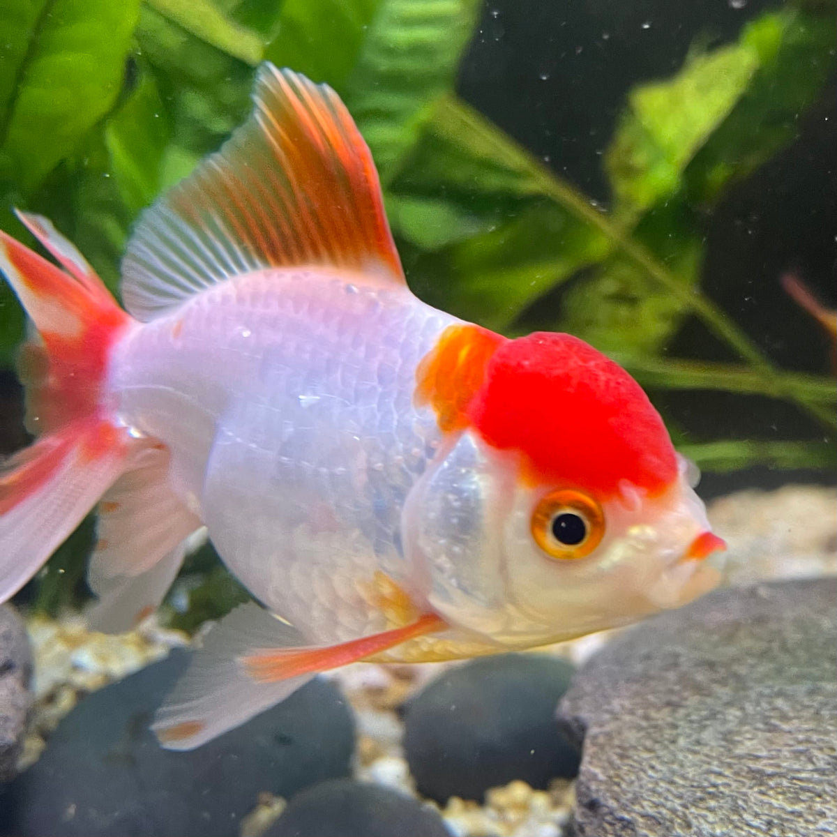 the-fish-farm Goldfish 7cm Oranda - Red and White one only - 1 Panda Oranda - The Fish Farm Australia