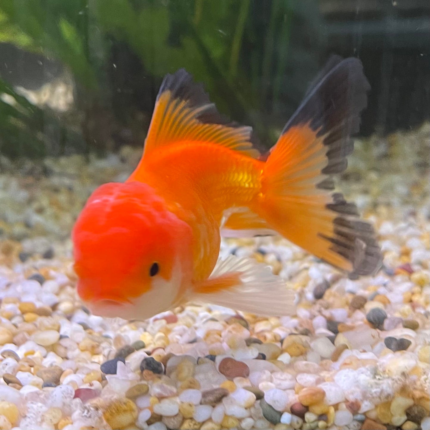 the-fish-farm Goldfish 7cm Oranda - Red and White - One Only - 7 Tri Colour Oranda - The Fish Farm Australia