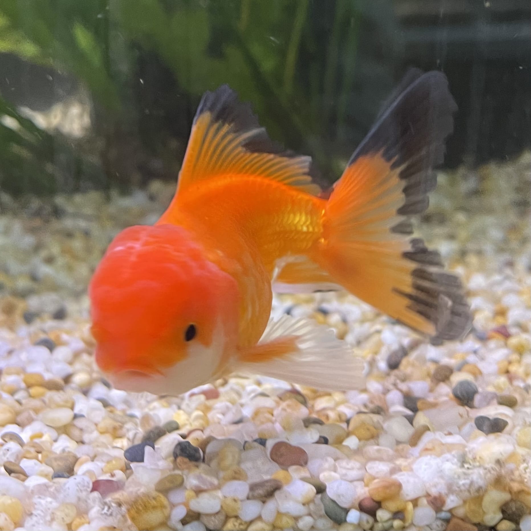 the-fish-farm Goldfish 7cm Oranda - Red and White - One Only - 7 Tri Colour Oranda - The Fish Farm Australia