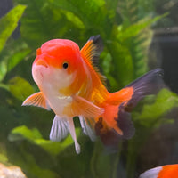 the-fish-farm Goldfish 7cm Oranda - Red and White - One Only - 7 Tri Colour Oranda - The Fish Farm Australia