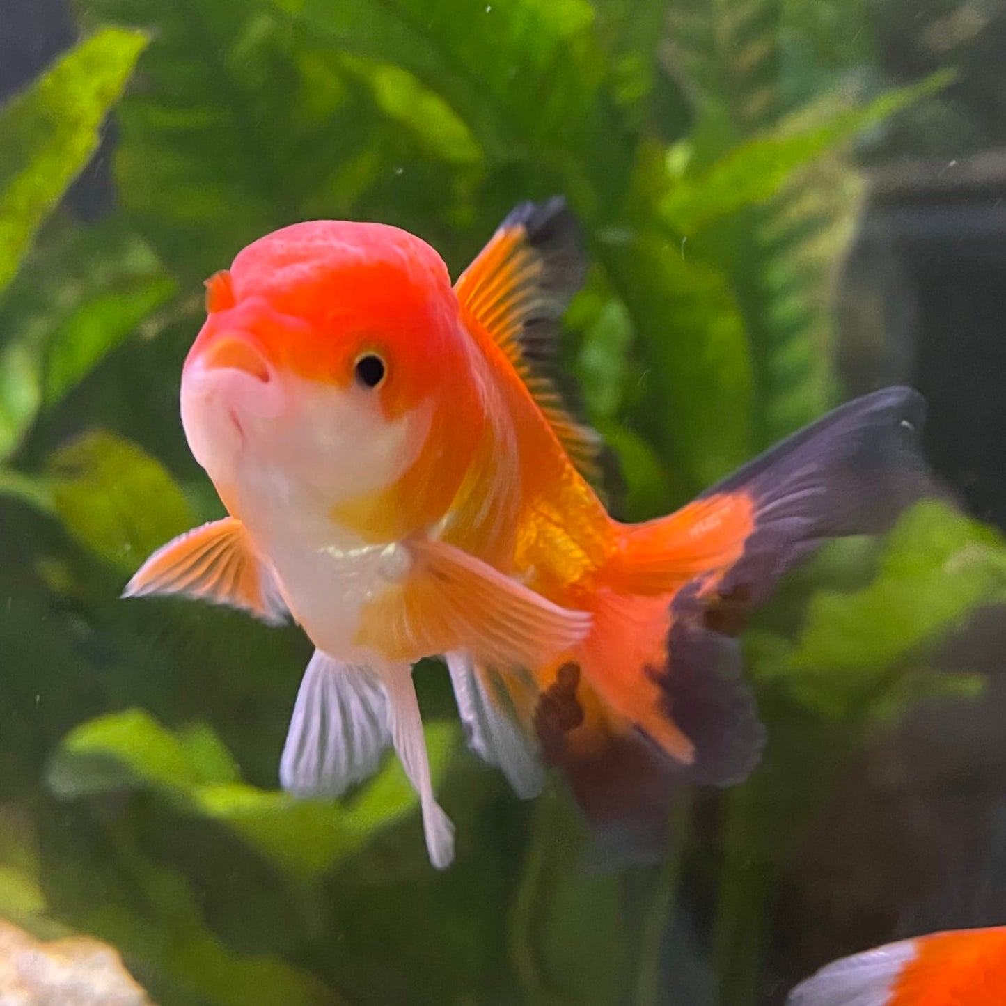 the-fish-farm Goldfish 7cm Oranda - Red and White - One Only - 7 Tri Colour Oranda - The Fish Farm Australia