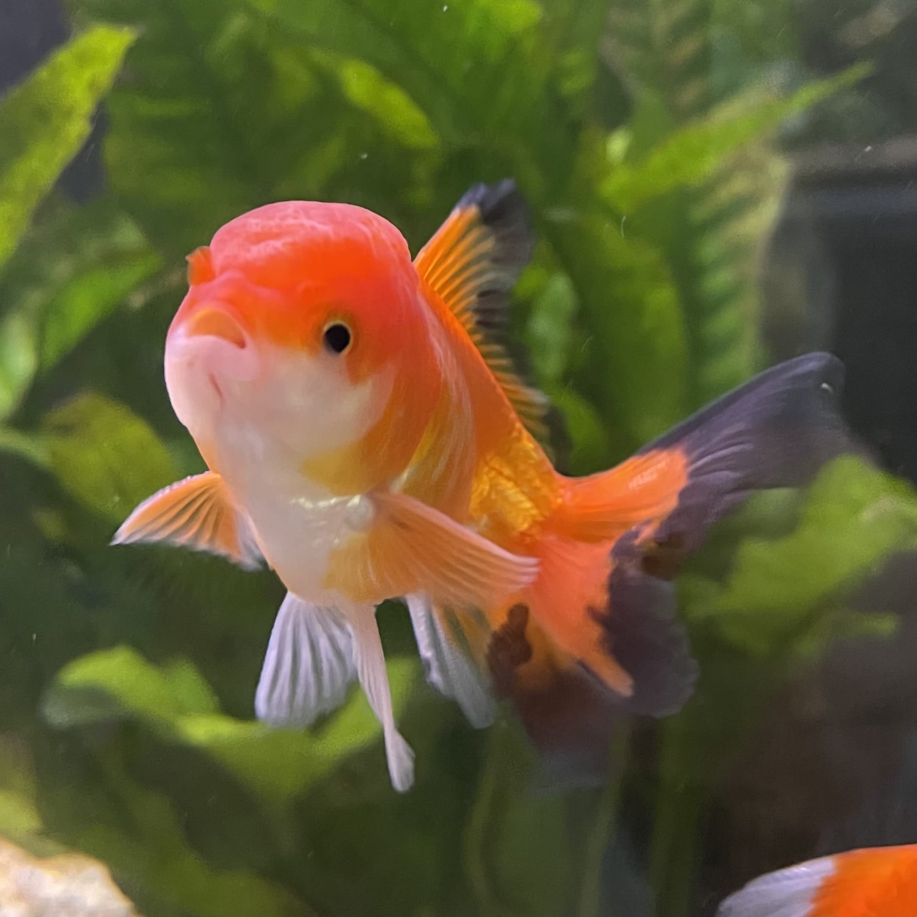 the-fish-farm Goldfish 7cm Oranda - Red and White - One Only - 7 Tri Colour Oranda - The Fish Farm Australia