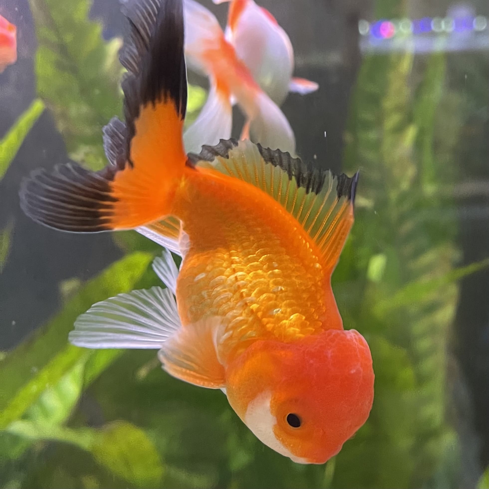 the-fish-farm Goldfish 7cm Oranda - Red and White - One Only - 7 Tri Colour Oranda - The Fish Farm Australia