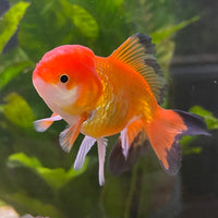 the-fish-farm Goldfish 7cm Oranda - Red and White - One Only - 7 Tri Colour Oranda - The Fish Farm Australia
