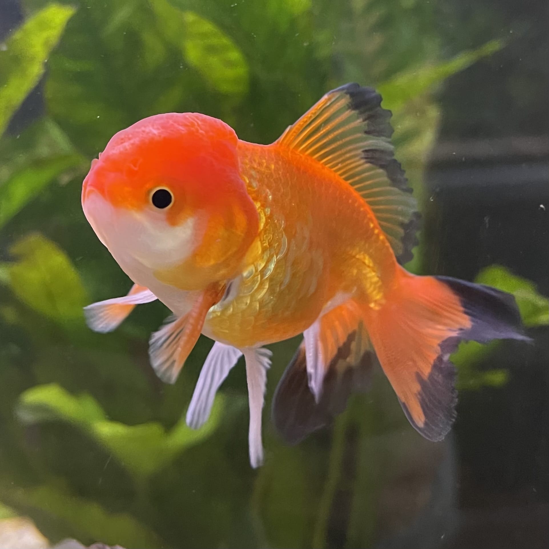 the-fish-farm Goldfish 7cm Oranda - Red and White - One Only - 7 Tri Colour Oranda - The Fish Farm Australia