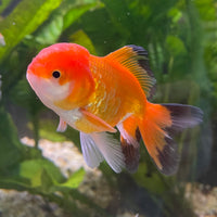 the-fish-farm Goldfish 7cm Oranda - Red and White - One Only - 7 Tri Colour Oranda - The Fish Farm Australia