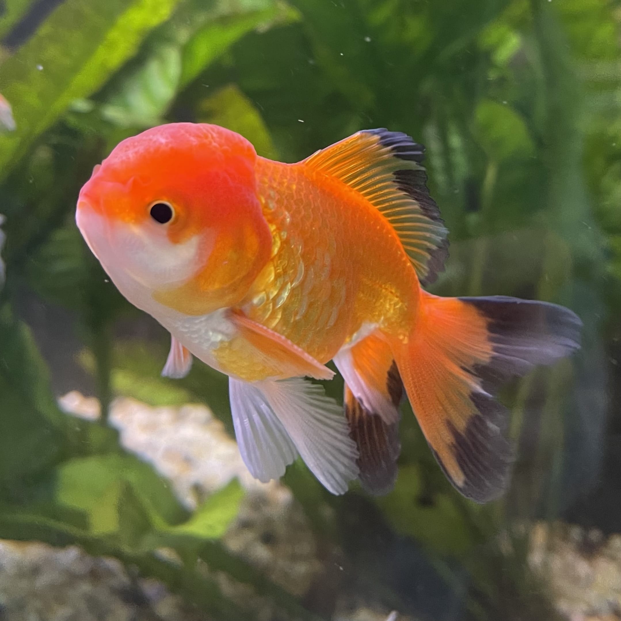 the-fish-farm Goldfish 7cm Oranda - Red and White - One Only - 7 Tri Colour Oranda - The Fish Farm Australia