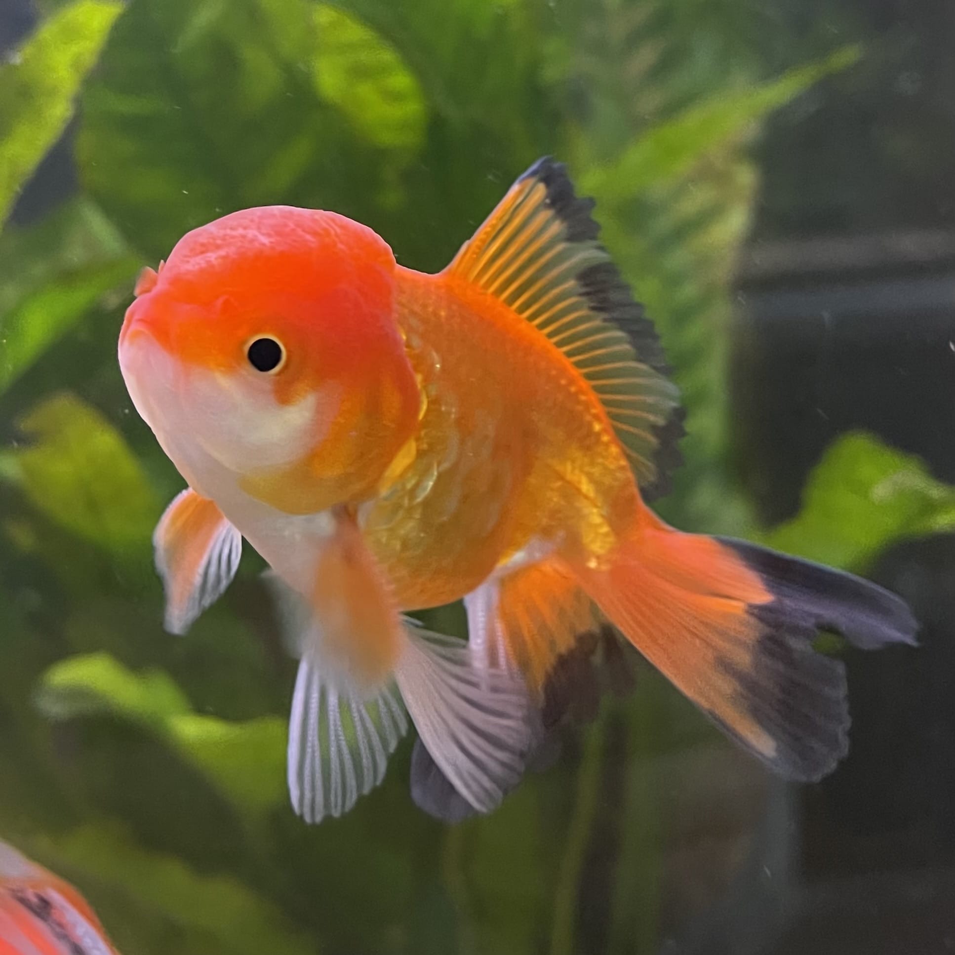 the-fish-farm Goldfish 7cm Oranda - Red and White - One Only - 7 Tri Colour Oranda - The Fish Farm Australia