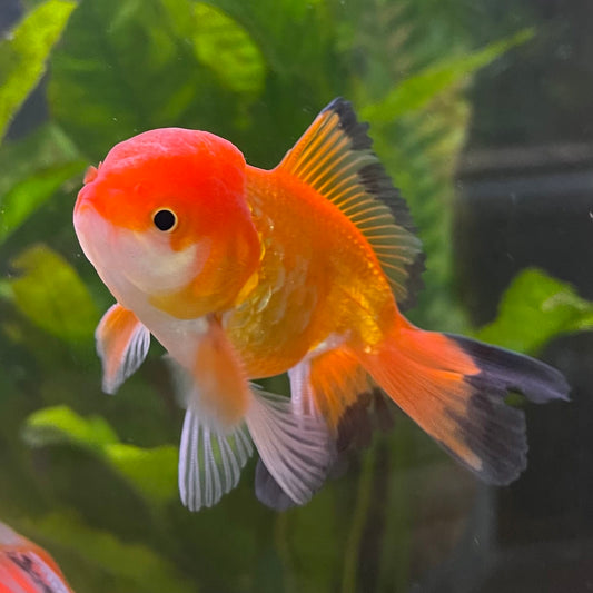 the-fish-farm Goldfish 7cm Oranda - Red and White - One Only - 7 Tri Colour Oranda - The Fish Farm Australia