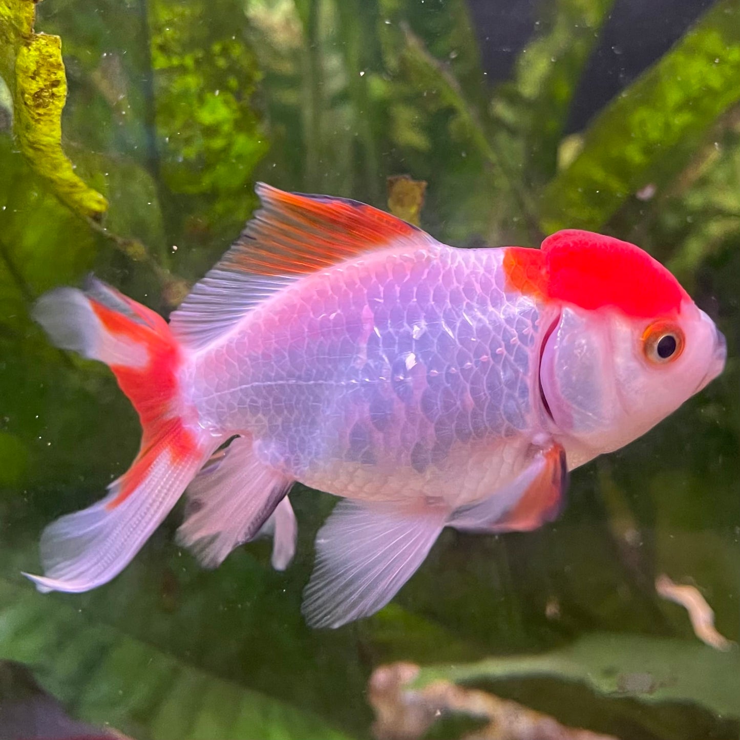 the-fish-farm Goldfish 7cm Oranda - Red and White - One Only - 7 Tri Colour Oranda - The Fish Farm Australia