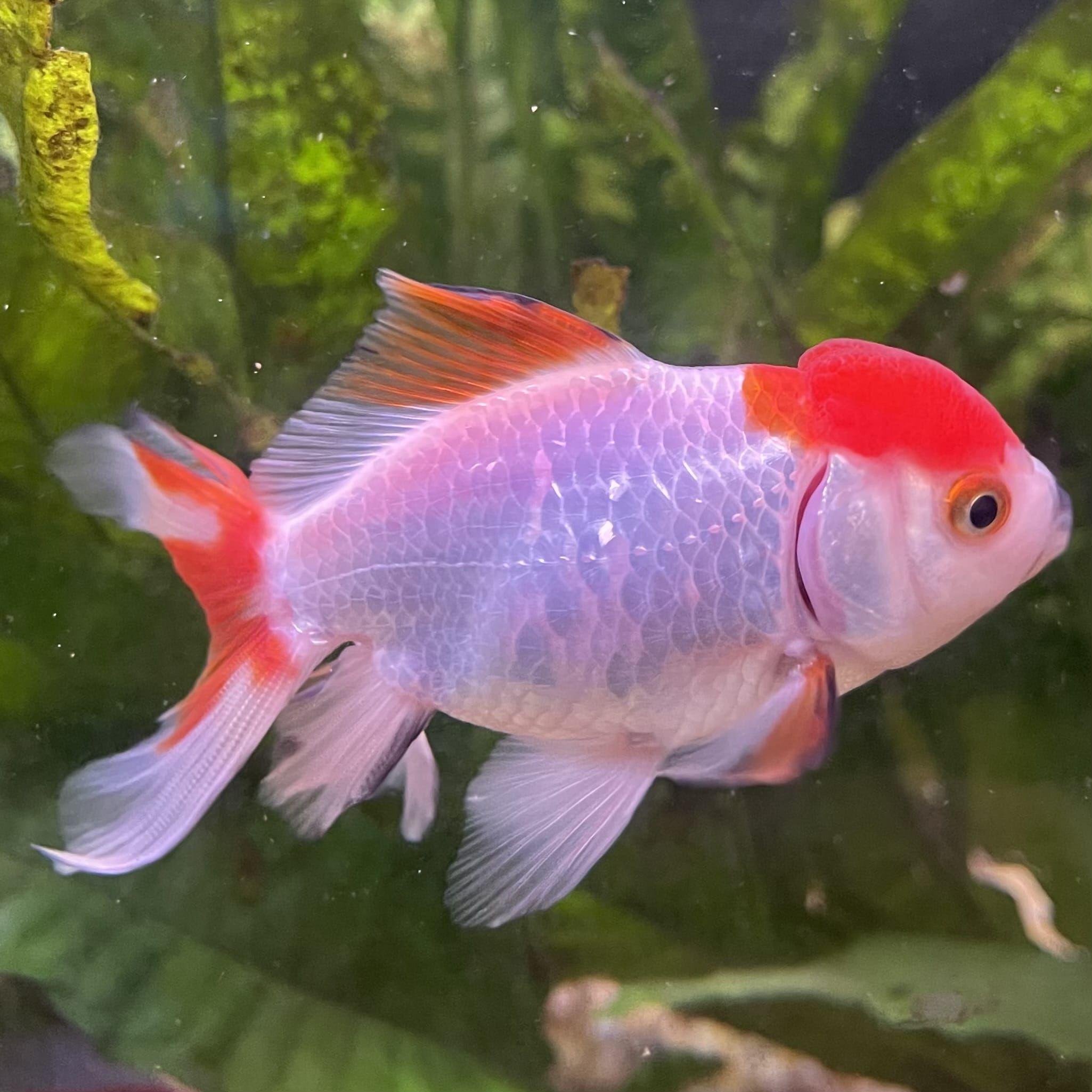 the-fish-farm Goldfish 7cm Oranda - Red and White - One Only - 7 Tri Colour Oranda - The Fish Farm Australia