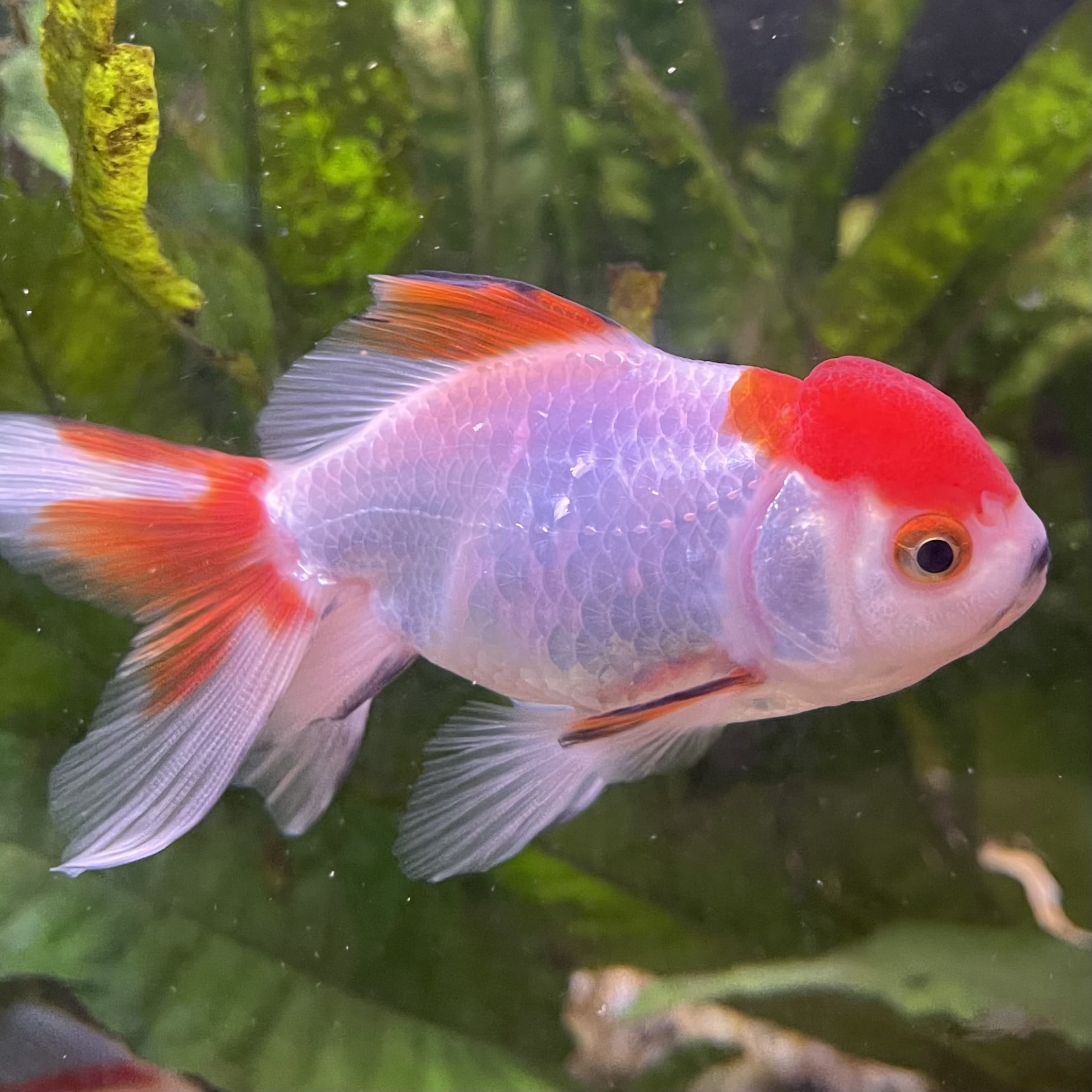 the-fish-farm Goldfish 7cm Oranda - Red and White - One Only - 7 Tri Colour Oranda - The Fish Farm Australia