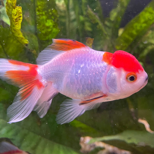 the-fish-farm Goldfish 7cm Oranda - Red and White - One Only - 7 Tri Colour Oranda - The Fish Farm Australia