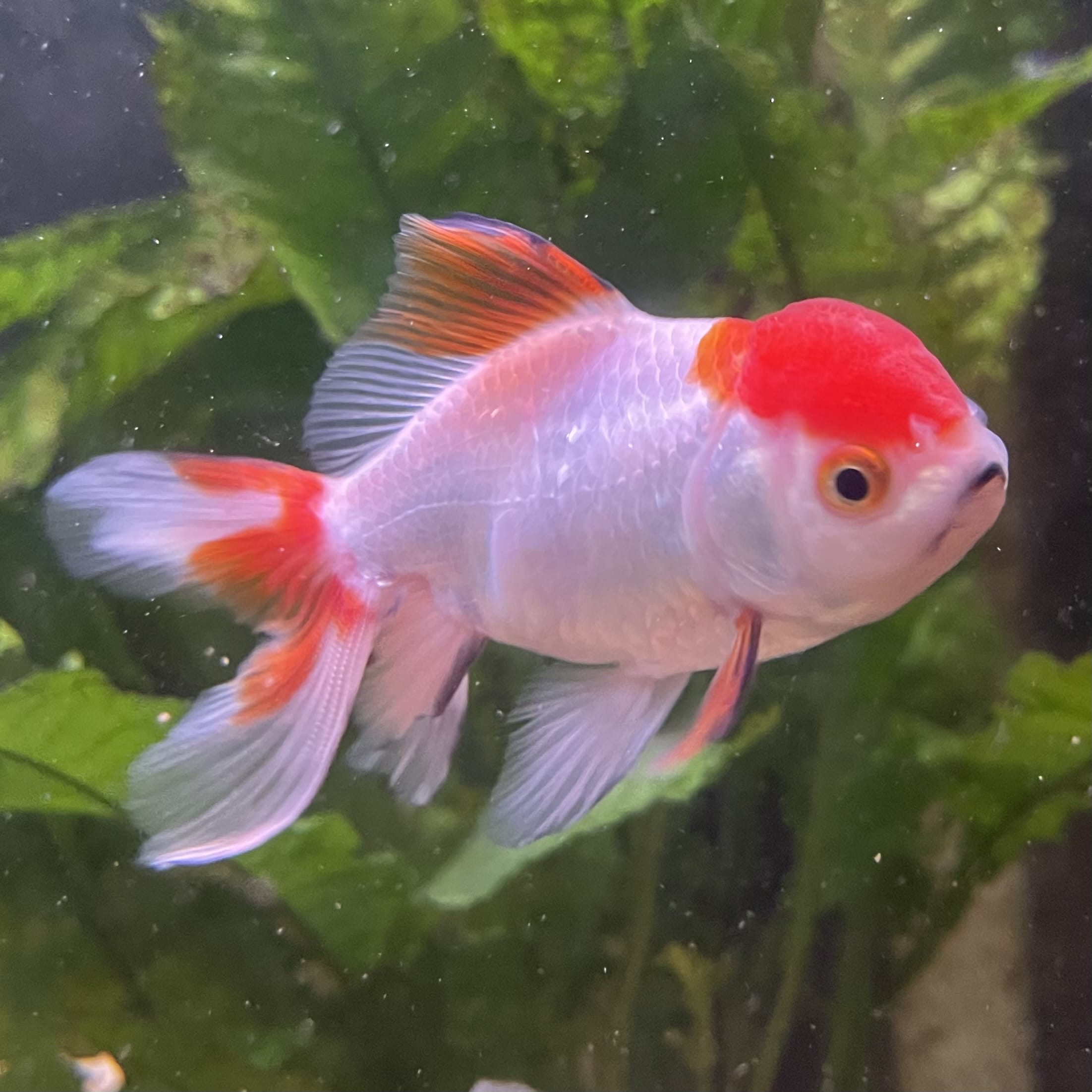 the-fish-farm Goldfish 7cm Oranda - Red and White - One Only - 7 Tri Colour Oranda - The Fish Farm Australia