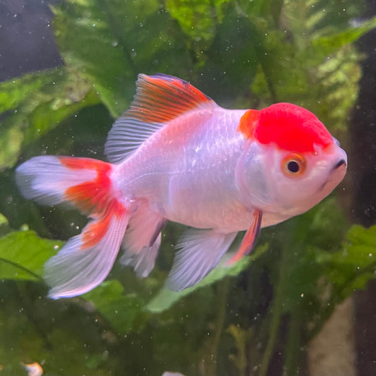 the-fish-farm Goldfish 7cm Oranda - Red and White - One Only - 7 Tri Colour Oranda - The Fish Farm Australia