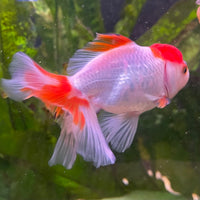 the-fish-farm Goldfish 7cm Oranda - Red and White - One Only - 7 Tri Colour Oranda - The Fish Farm Australia