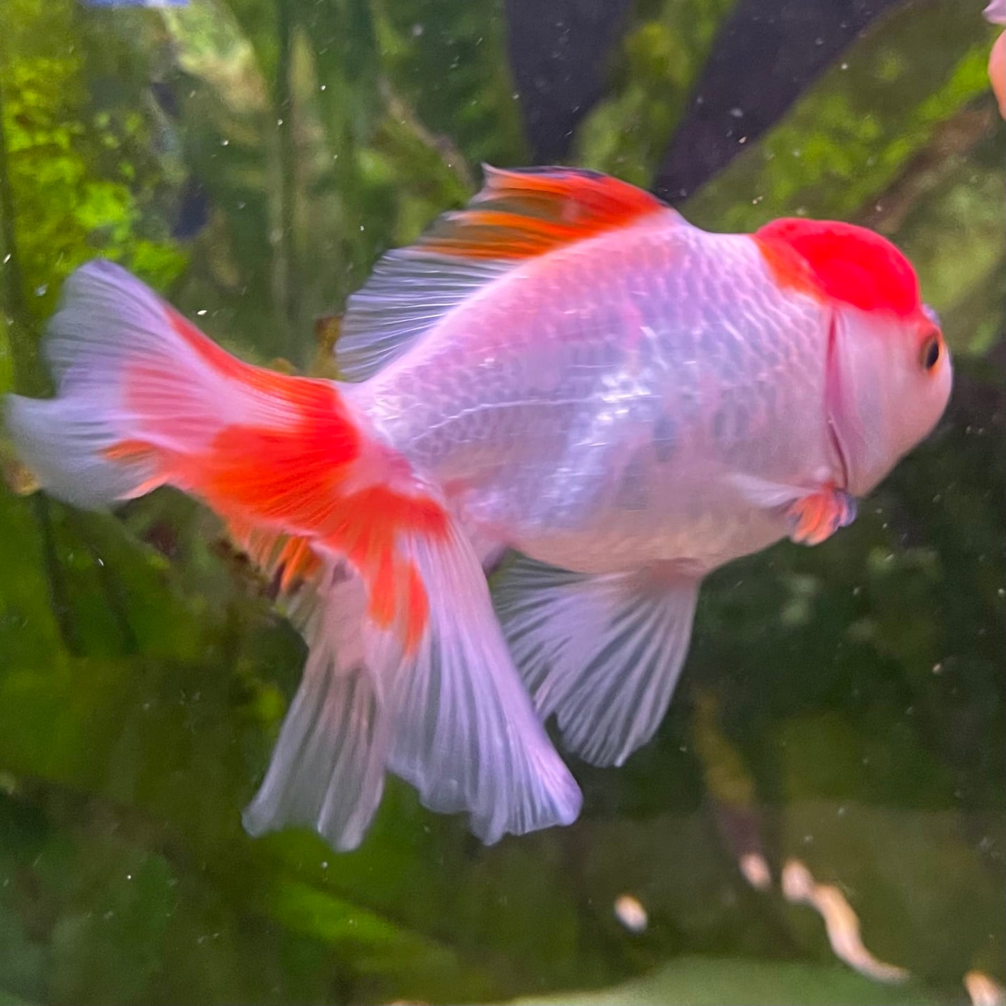 the-fish-farm Goldfish 7cm Oranda - Red and White - One Only - 7 Tri Colour Oranda - The Fish Farm Australia
