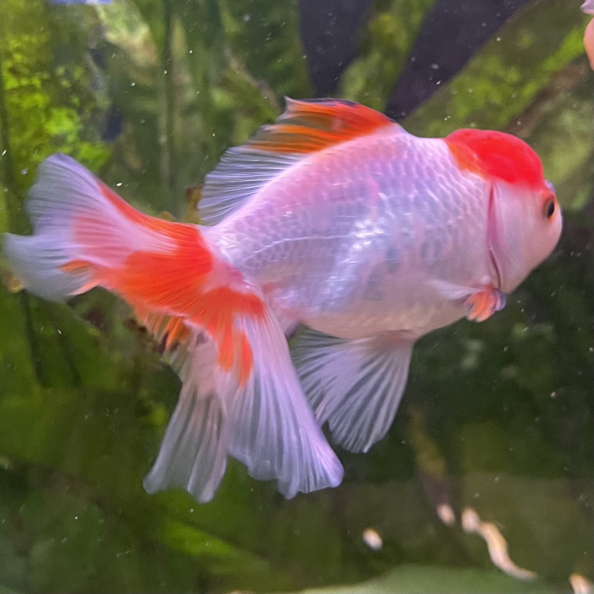 the-fish-farm Goldfish 7cm Oranda - Red and White - One Only - 7 Tri Colour Oranda - The Fish Farm Australia
