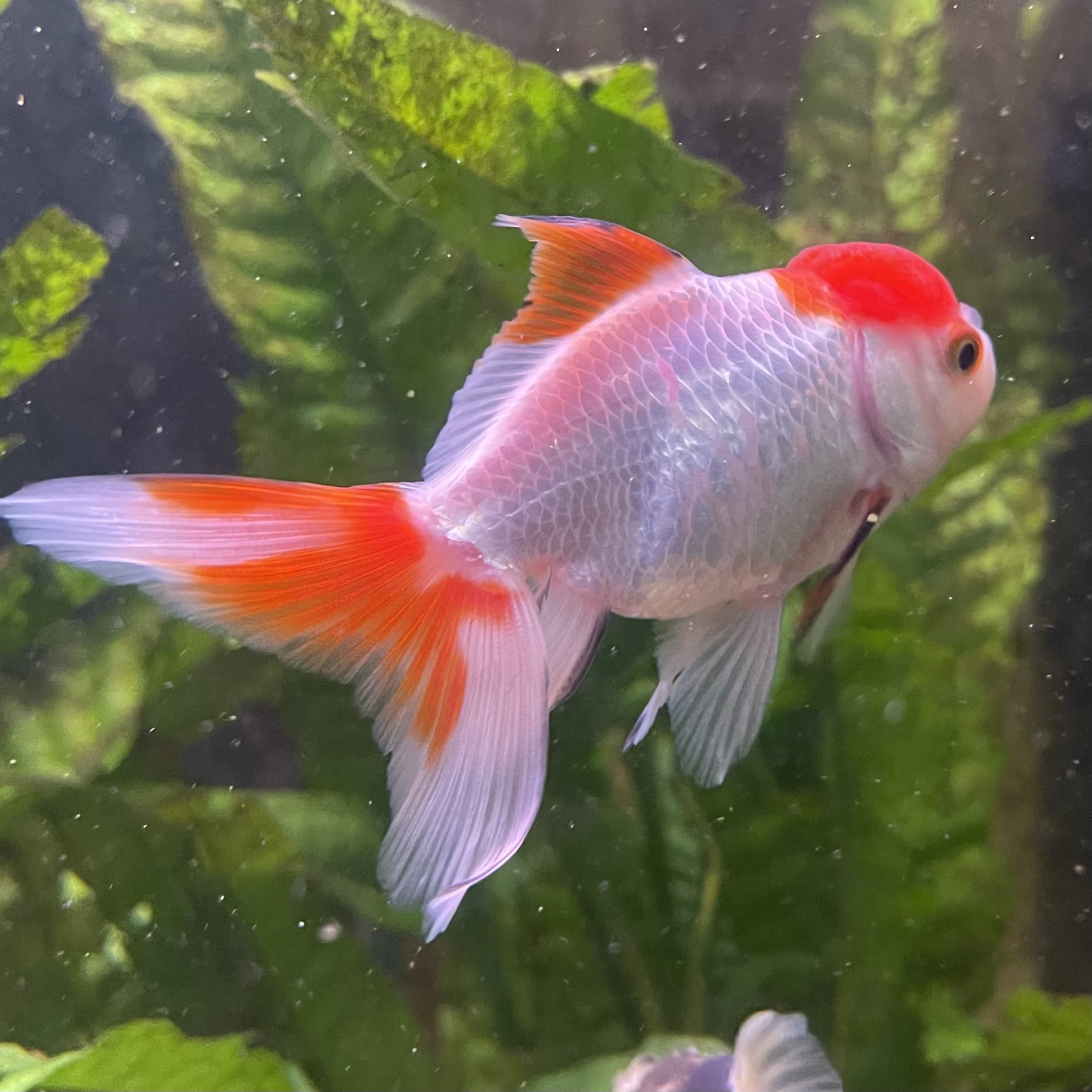 the-fish-farm Goldfish 7cm Oranda - Red and White - One Only - 7 Tri Colour Oranda - The Fish Farm Australia