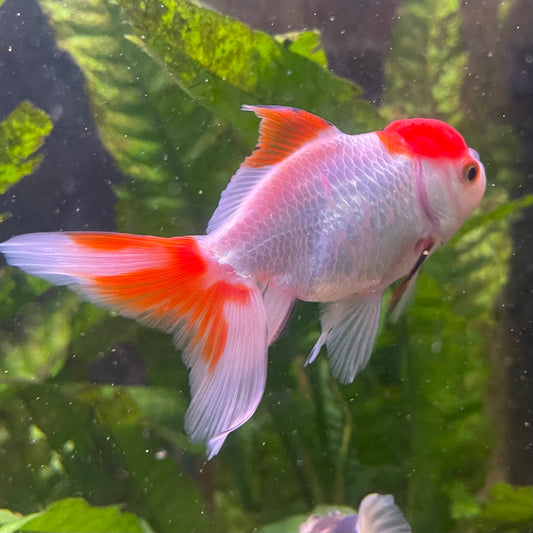 the-fish-farm Goldfish 7cm Oranda - Red and White - One Only - 7 Tri Colour Oranda - The Fish Farm Australia