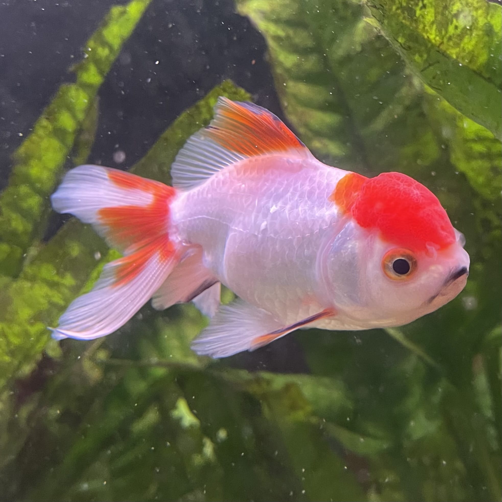 the-fish-farm Goldfish 7cm Oranda - Red and White - One Only - 7 Tri Colour Oranda - The Fish Farm Australia