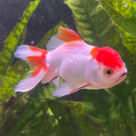 the-fish-farm Goldfish 7cm Oranda - Red and White - One Only - 7 Tri Colour Oranda - The Fish Farm Australia