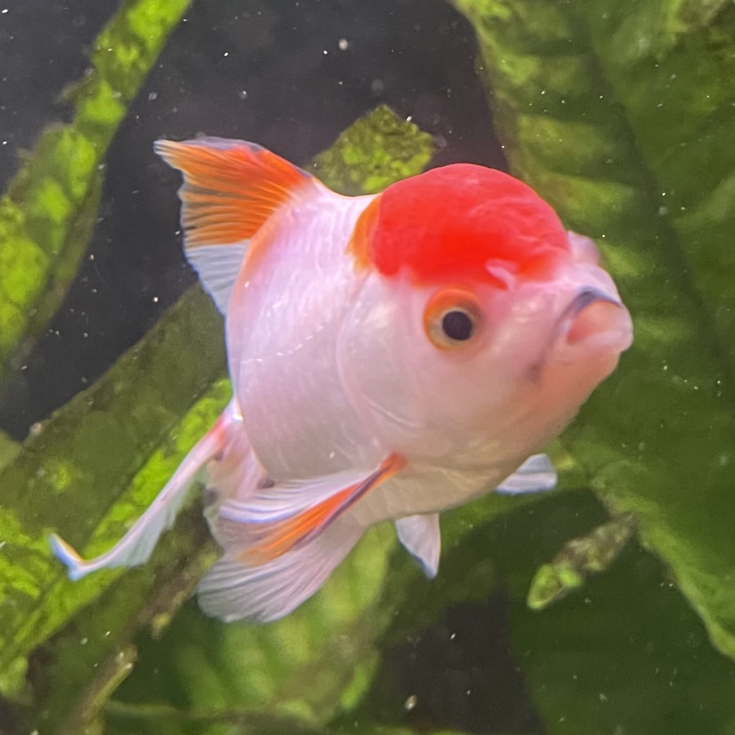 the-fish-farm Goldfish 7cm Oranda - Red and White - One Only - 7 Tri Colour Oranda - The Fish Farm Australia