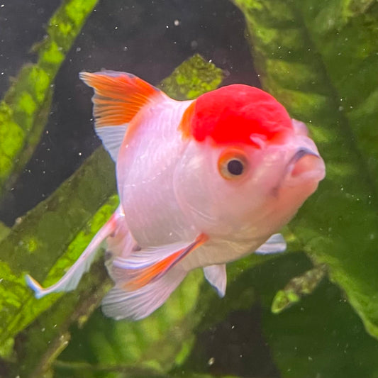 the-fish-farm Goldfish 7cm Oranda - Red and White - One Only - 7 Tri Colour Oranda - The Fish Farm Australia