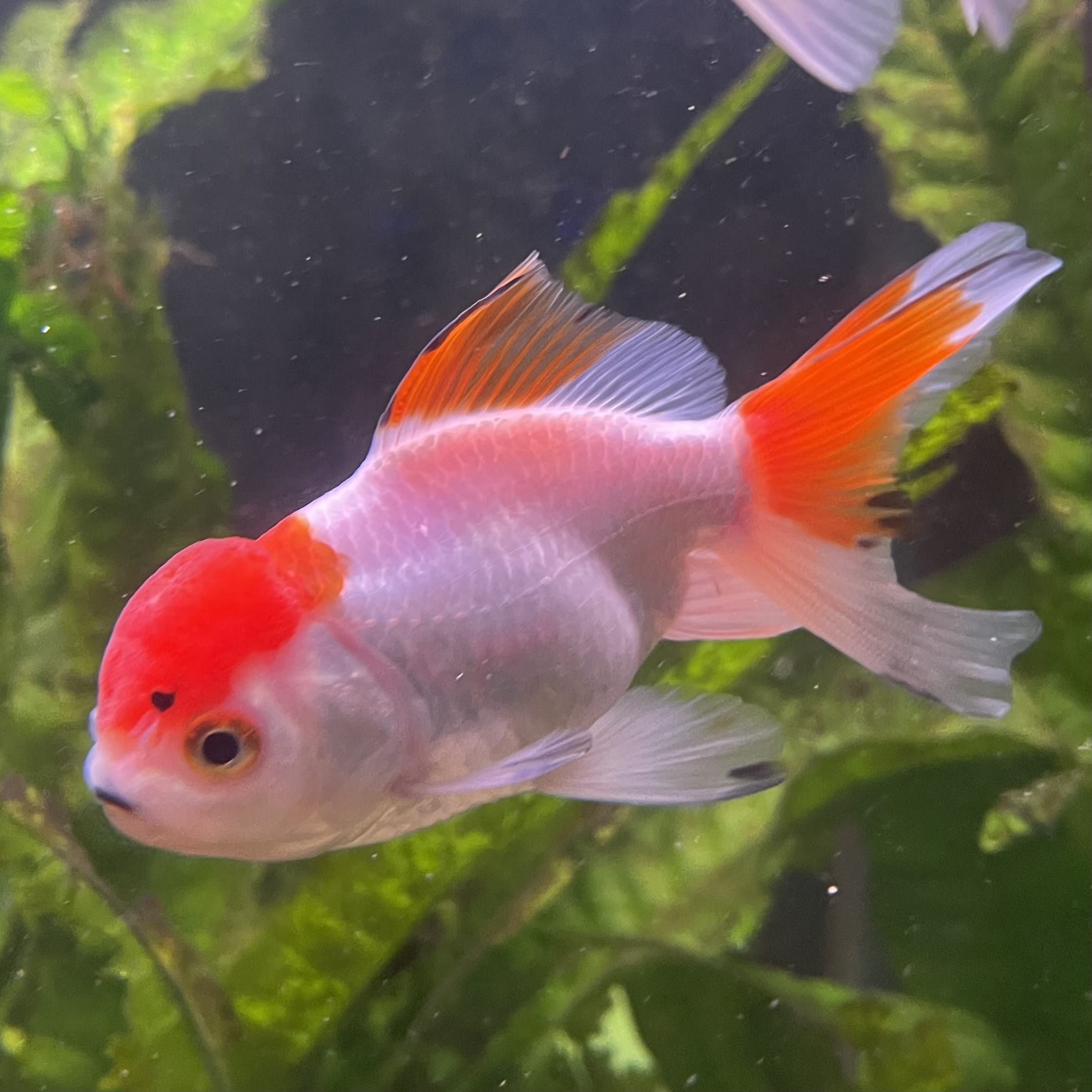 the-fish-farm Goldfish 7cm Oranda - Red and White - One Only - 7 Tri Colour Oranda - The Fish Farm Australia