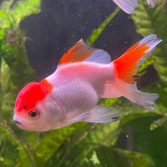 the-fish-farm Goldfish 7cm Oranda - Red and White - One Only - 7 Tri Colour Oranda - The Fish Farm Australia