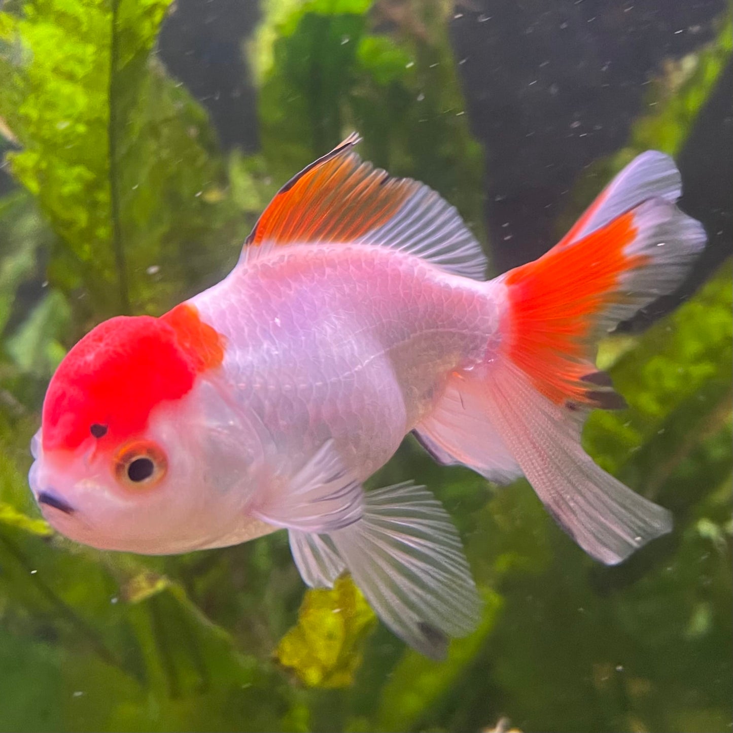 the-fish-farm Goldfish 7cm Oranda - Red and White - One Only - 7 Tri Colour Oranda - The Fish Farm Australia