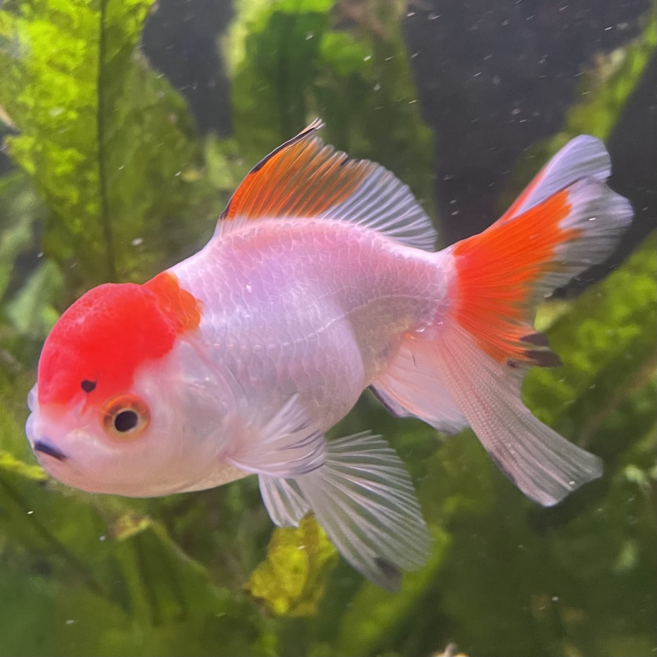 the-fish-farm Goldfish 7cm Oranda - Red and White - One Only - 7 Tri Colour Oranda - The Fish Farm Australia
