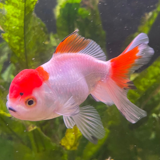 the-fish-farm Goldfish 7cm Oranda - Red and White - One Only - 7 Tri Colour Oranda - The Fish Farm Australia