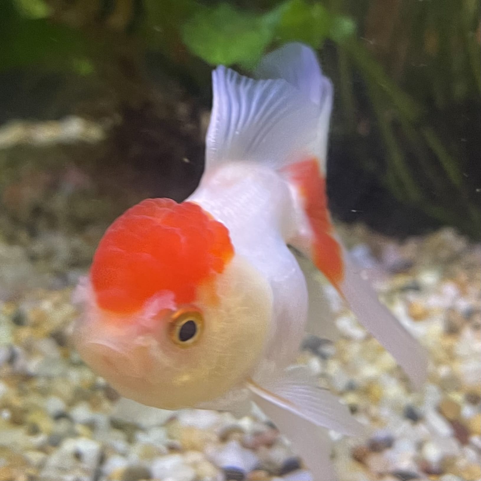 the-fish-farm Goldfish 7cm Oranda - Red and White - One Only -8 Tri Colour Oranda - The Fish Farm Australia