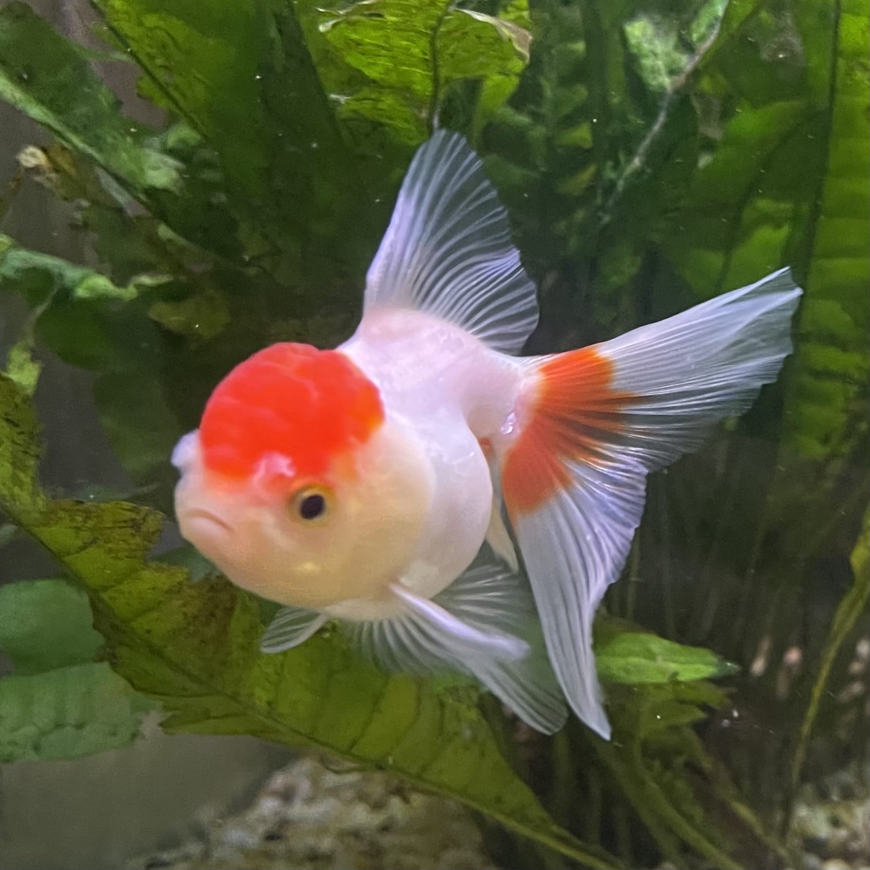 the-fish-farm Goldfish 7cm Oranda - Red and White - One Only -8 Tri Colour Oranda - The Fish Farm Australia
