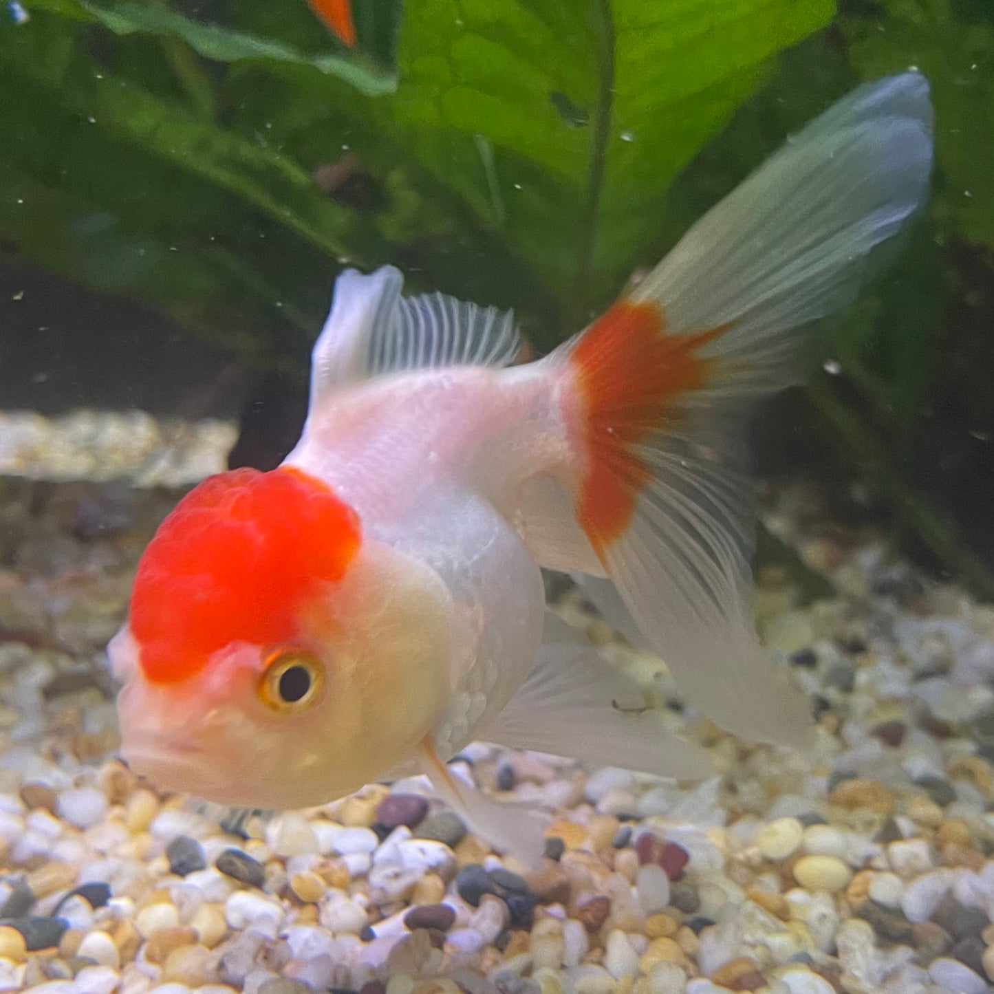 the-fish-farm Goldfish 7cm Oranda - Red and White - One Only -8 Tri Colour Oranda - The Fish Farm Australia