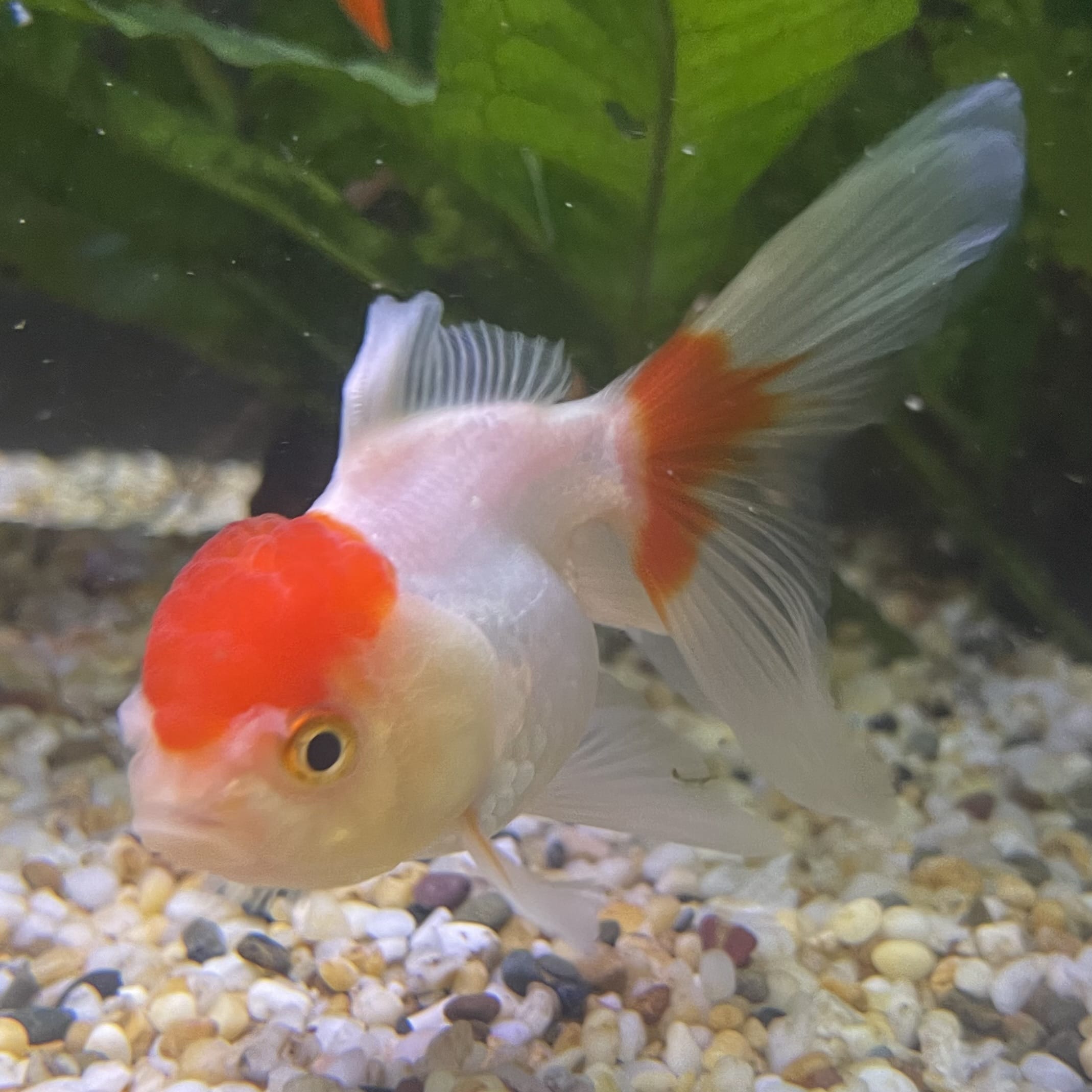 the-fish-farm Goldfish 7cm Oranda - Red and White - One Only -8 Tri Colour Oranda - The Fish Farm Australia