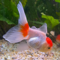 the-fish-farm Goldfish 7cm Oranda - Red and White - One Only -8 Tri Colour Oranda - The Fish Farm Australia