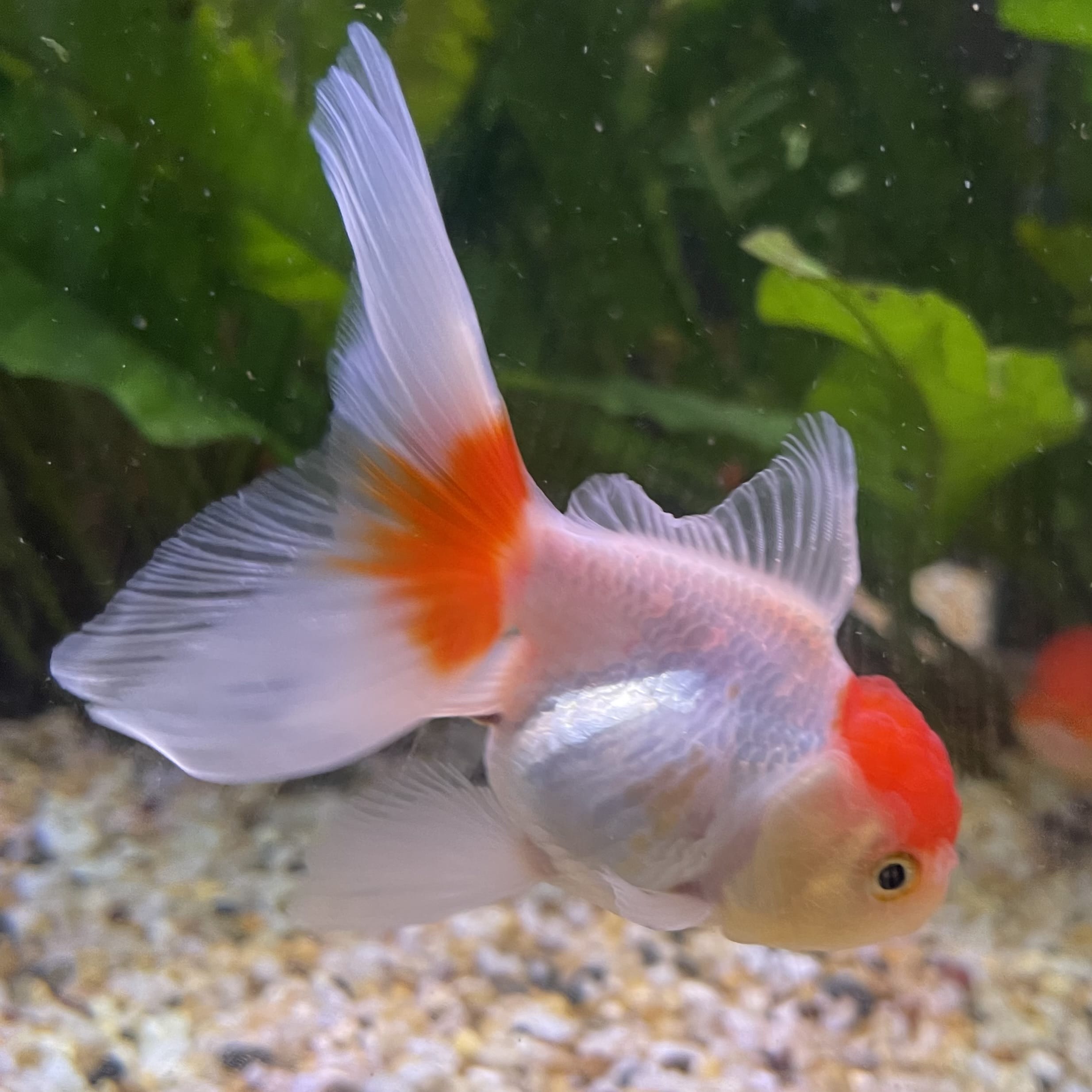 the-fish-farm Goldfish 7cm Oranda - Red and White - One Only -8 Tri Colour Oranda - The Fish Farm Australia