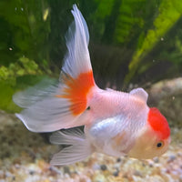 the-fish-farm Goldfish 7cm Oranda - Red and White - One Only -8 Tri Colour Oranda - The Fish Farm Australia