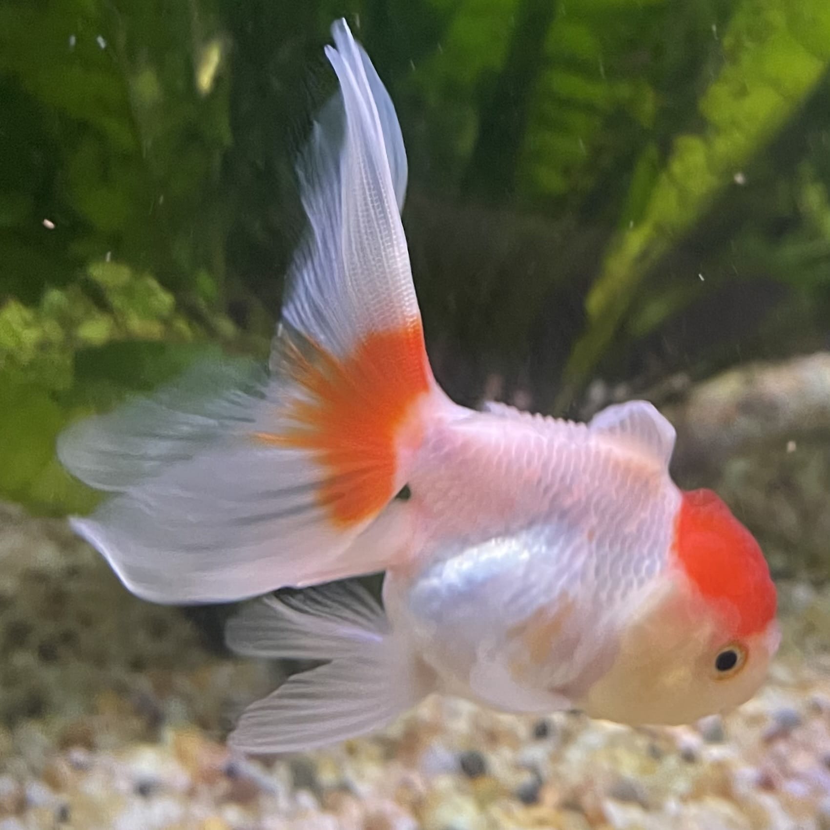 the-fish-farm Goldfish 7cm Oranda - Red and White - One Only -8 Tri Colour Oranda - The Fish Farm Australia