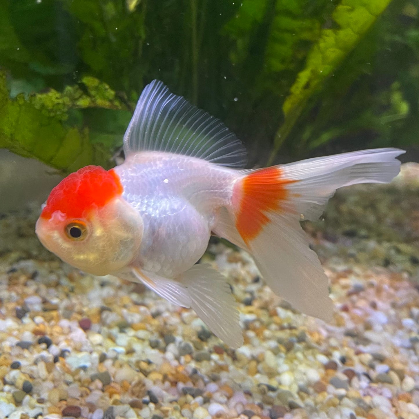 the-fish-farm Goldfish 7cm Oranda - Red and White - One Only -8 Tri Colour Oranda - The Fish Farm Australia