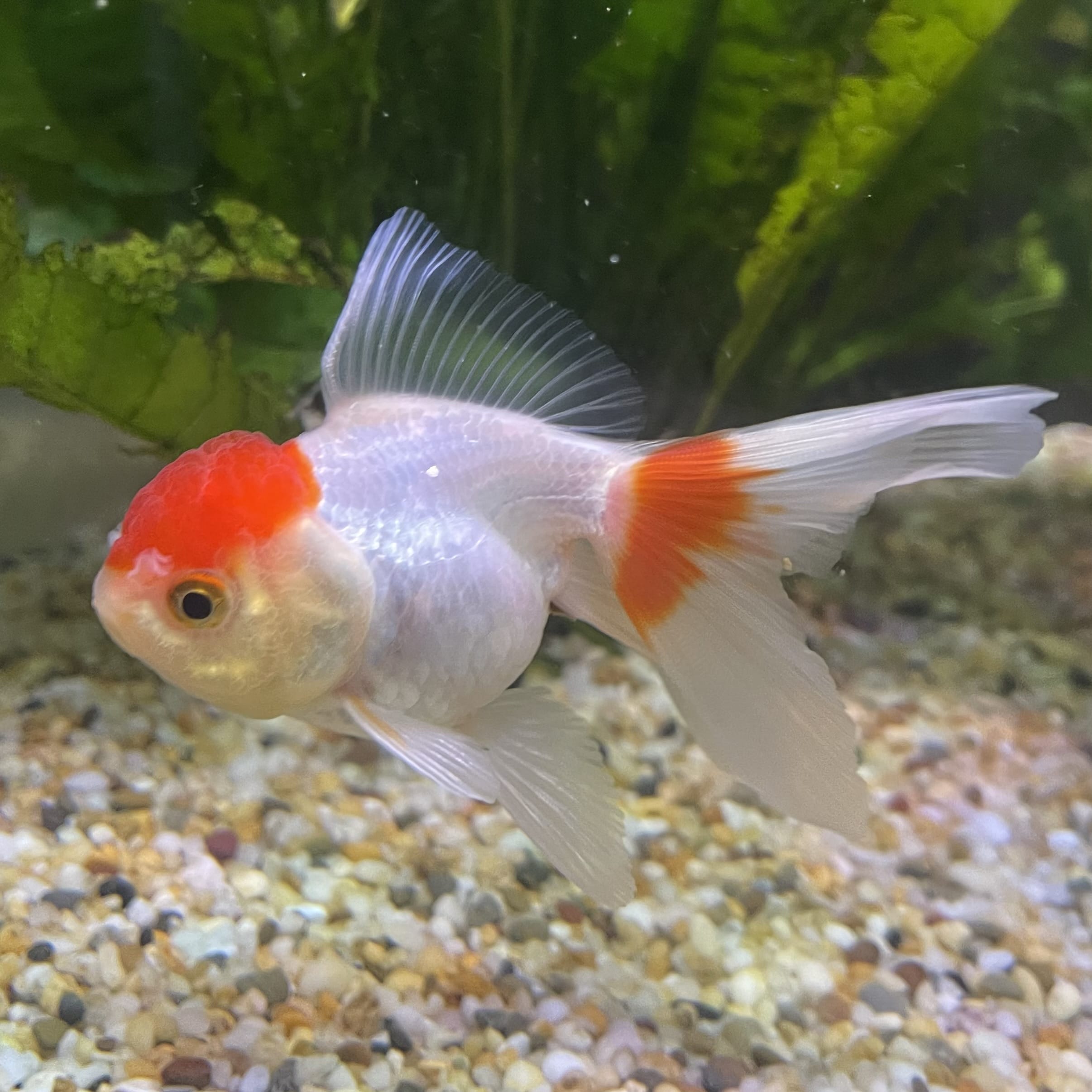 the-fish-farm Goldfish 7cm Oranda - Red and White - One Only -8 Tri Colour Oranda - The Fish Farm Australia