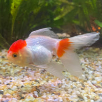 the-fish-farm Goldfish 7cm Oranda - Red and White - One Only -8 Tri Colour Oranda - The Fish Farm Australia